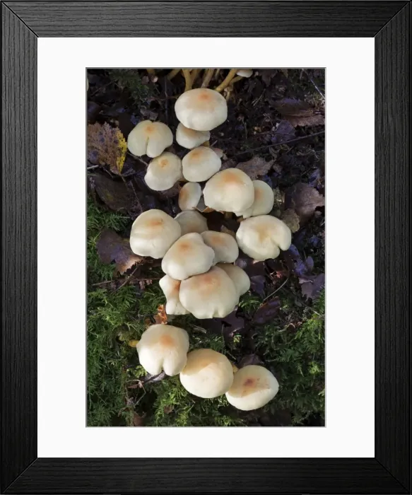 Framed Print : Picture No. 10892489 Framed Print : Picture No. 10892489