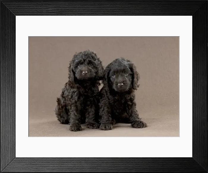 Framed Print : Picture No. 10892556