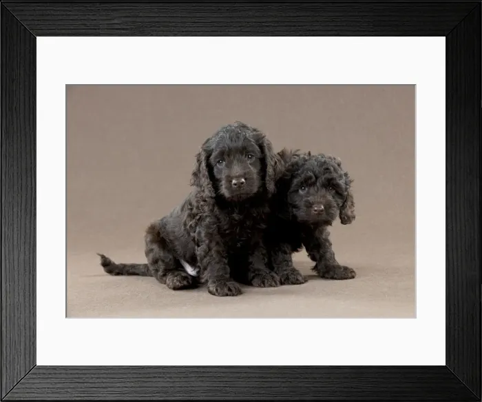 Framed Print : Picture No. 10892558 Framed Print : Picture No. 10892558