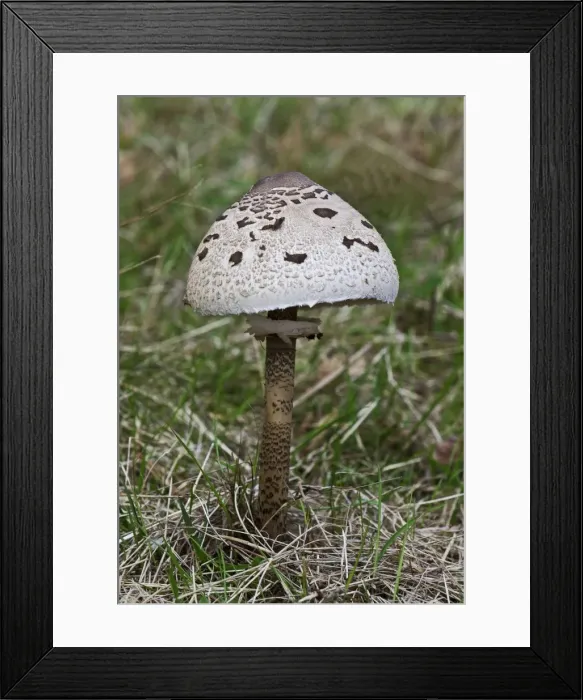 Framed Print : Picture No. 10892488 Framed Print : Picture No. 10892488