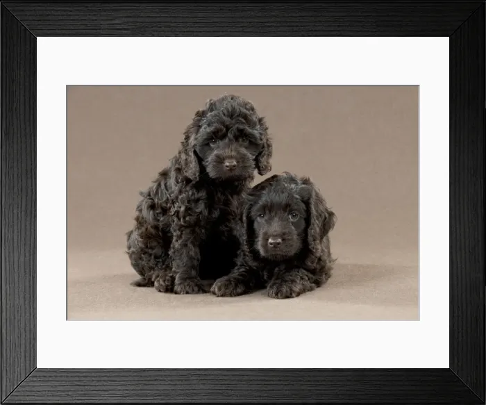 Framed Print : Picture No. 10892557 Framed Print : Picture No. 10892557