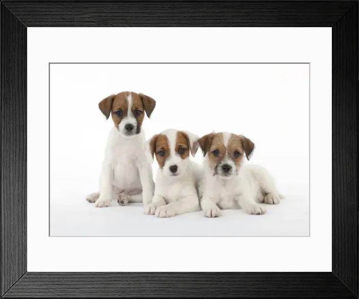 Framed Print : Picture No. 10892564 Framed Print : Picture No. 10892564