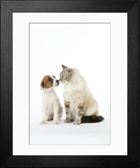 Framed Print : Picture No. 10892568 Framed Print : Picture No. 10892568