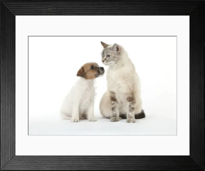 Framed Print : Picture No. 10892566 Framed Print : Picture No. 10892566
