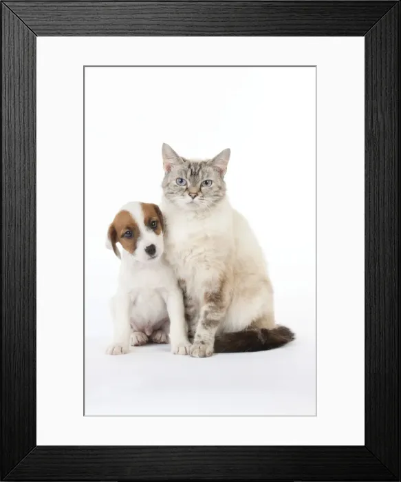 Framed Print : Picture No. 10892569 Framed Print : Picture No. 10892569