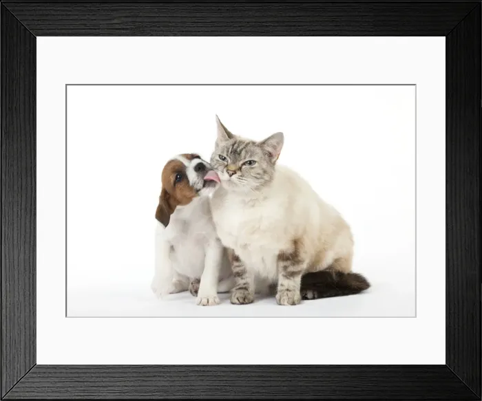 Framed Print : Picture No. 10892567