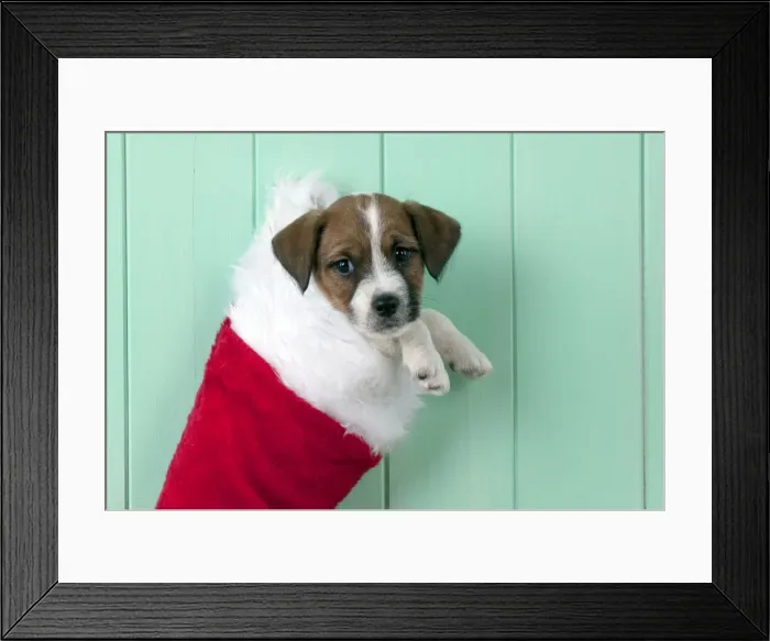 Framed Print : Picture No. 10892573 Framed Print : Picture No. 10892573