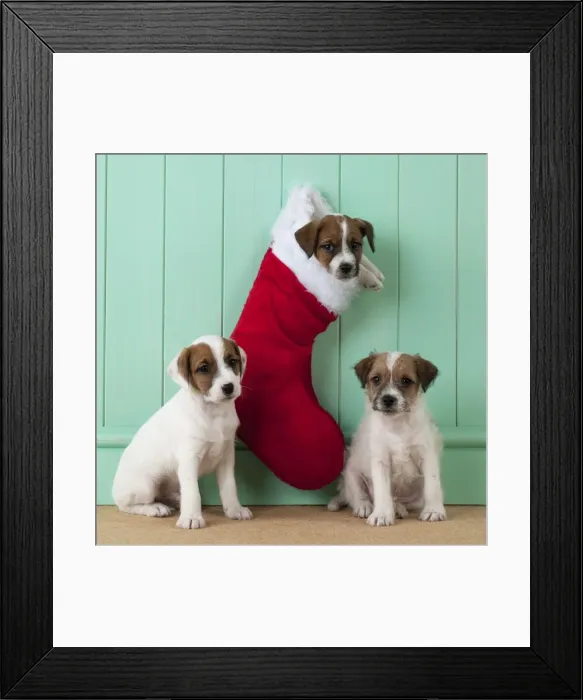 Framed Print : Picture No. 10892574