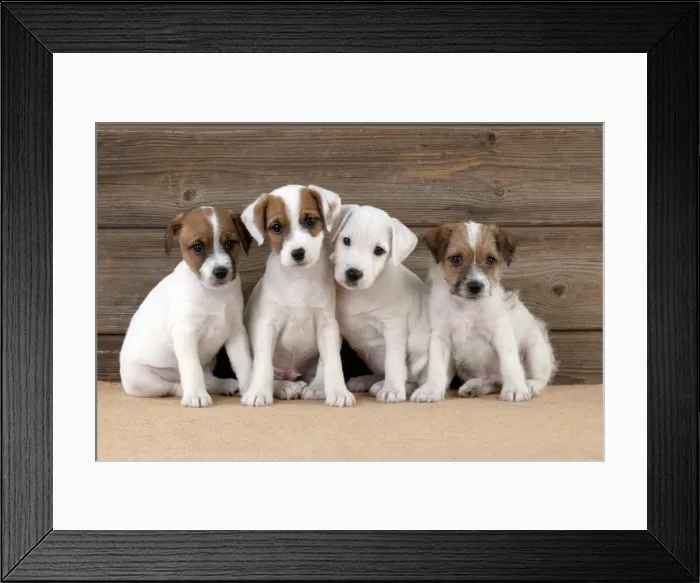 Framed Print : Picture No. 10892583 Framed Print : Picture No. 10892583