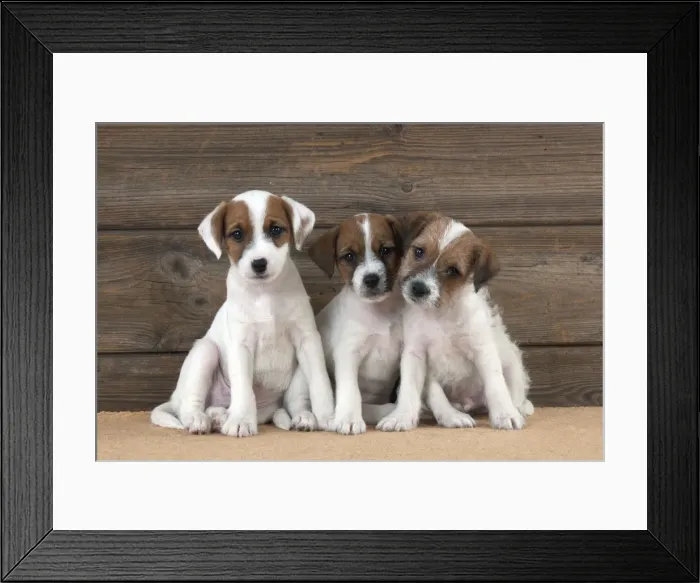 Framed Print : Picture No. 10892584 Framed Print : Picture No. 10892584