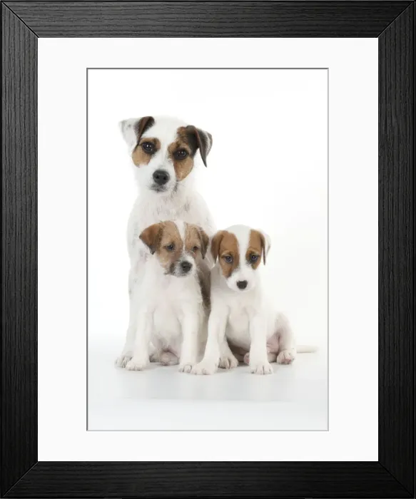 Framed Print : Picture No. 10892589 Framed Print : Picture No. 10892589