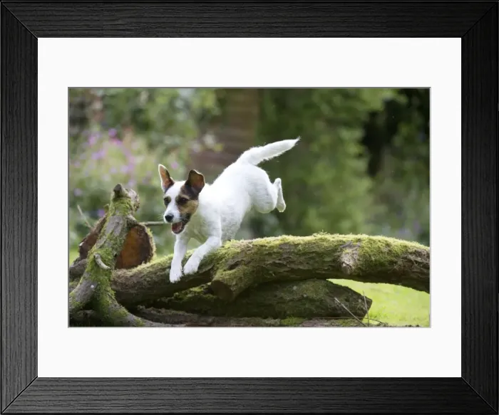 Framed Print : Picture No. 10892591 Framed Print : Picture No. 10892591