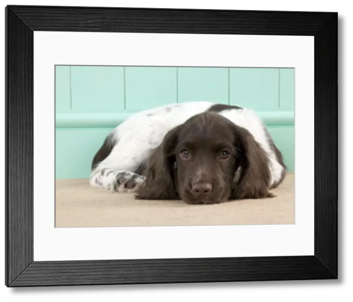 Framed Print : Picture No. 10892598 Framed Print : Picture No. 10892598