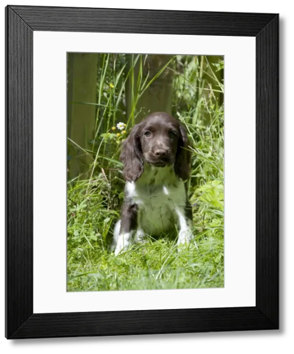 Framed Print : Picture No. 10892601 Framed Print : Picture No. 10892601