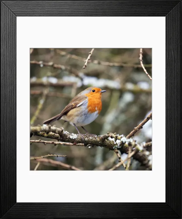 Framed Print : Picture No. 10892609 Framed Print : Picture No. 10892609