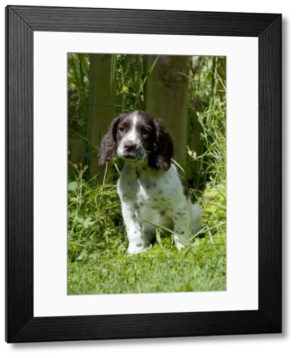 Framed Print : Picture No. 10892602 Framed Print : Picture No. 10892602