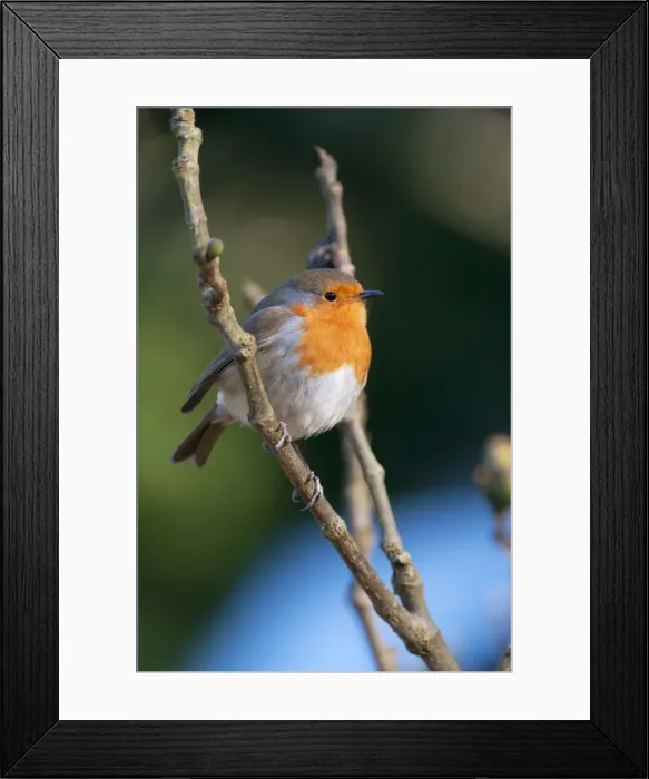 Framed Print : Picture No. 10892610 Framed Print : Picture No. 10892610