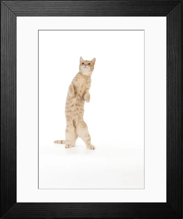 Framed Print : Picture No. 10892617 Framed Print : Picture No. 10892617