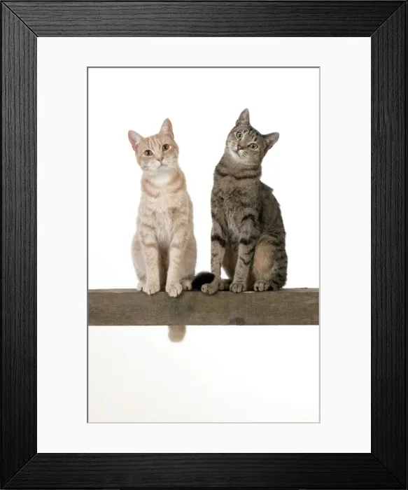 Framed Print : Picture No. 10892621