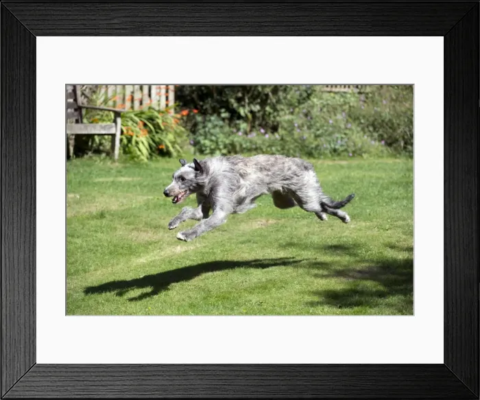 Framed Print : Picture No. 10892629 Framed Print : Picture No. 10892629
