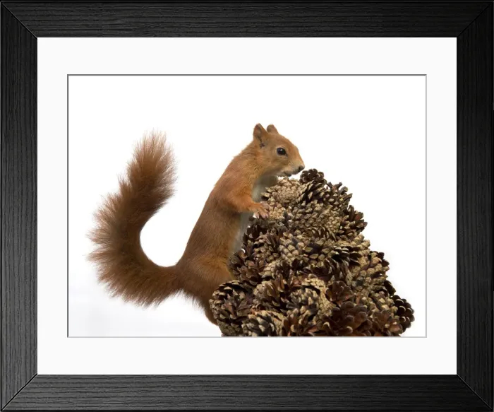 Framed Print : Picture No. 10892632 Framed Print : Picture No. 10892632