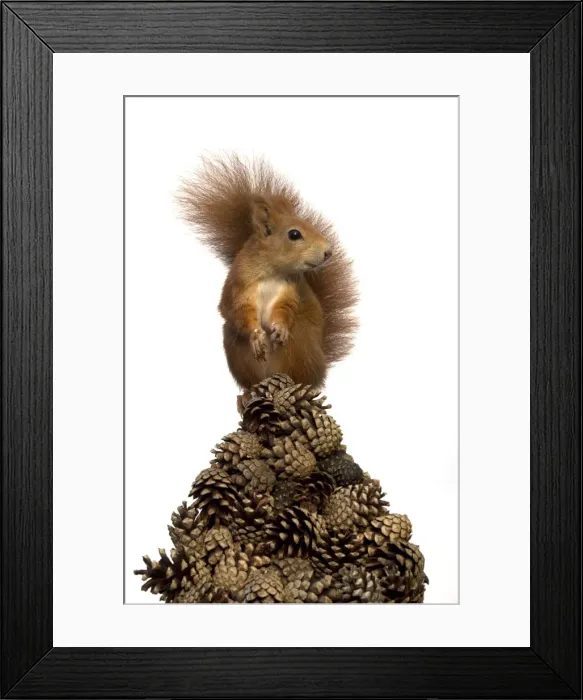 Framed Print : Picture No. 10892633 Framed Print : Picture No. 10892633