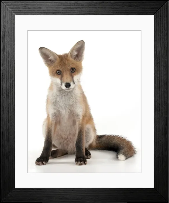 Framed Print : Picture No. 10892639