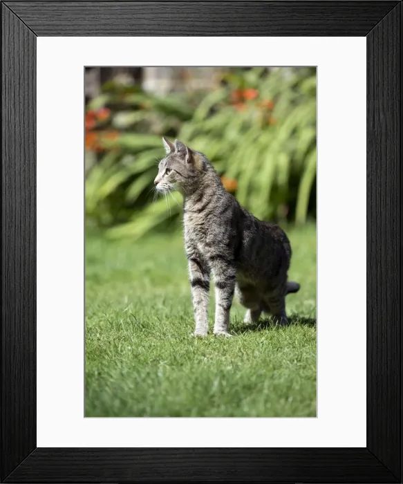 Framed Print : Picture No. 10892630 Framed Print : Picture No. 10892630