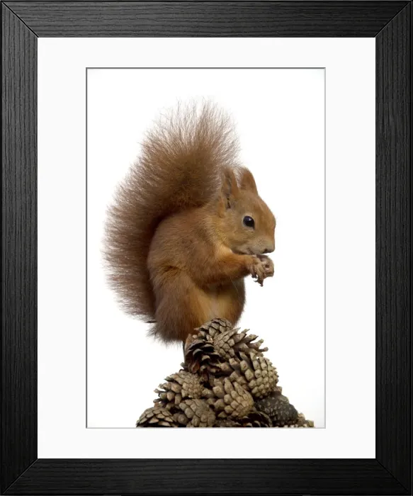 Framed Print : Picture No. 10892634 Framed Print : Picture No. 10892634