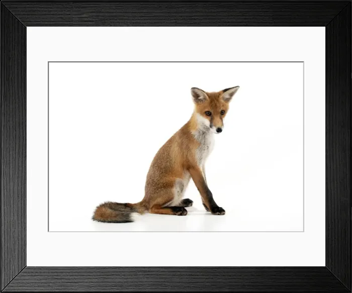 Framed Print : Picture No. 10892641