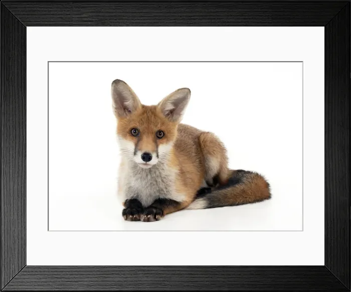 Framed Print : Picture No. 10892640 Framed Print : Picture No. 10892640