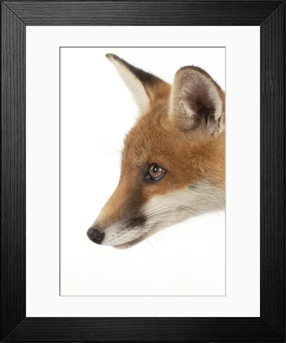 Framed Print : Picture No. 10892645 Framed Print : Picture No. 10892645