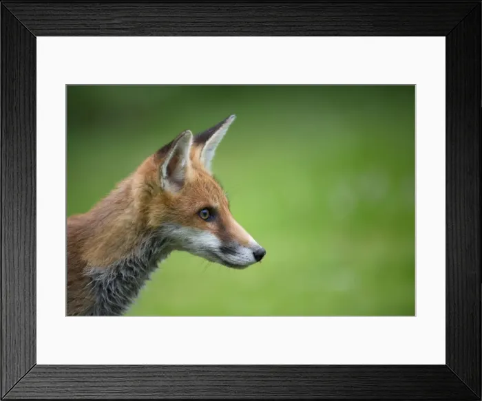 Framed Print : Picture No. 10892649 Framed Print : Picture No. 10892649