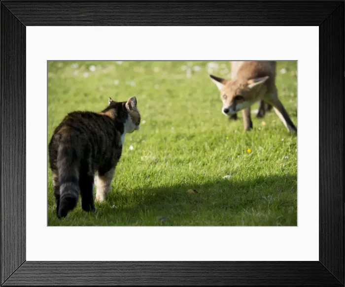 Framed Print : Picture No. 10892647 Framed Print : Picture No. 10892647