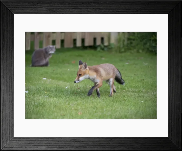 Framed Print : Picture No. 10892648 Framed Print : Picture No. 10892648