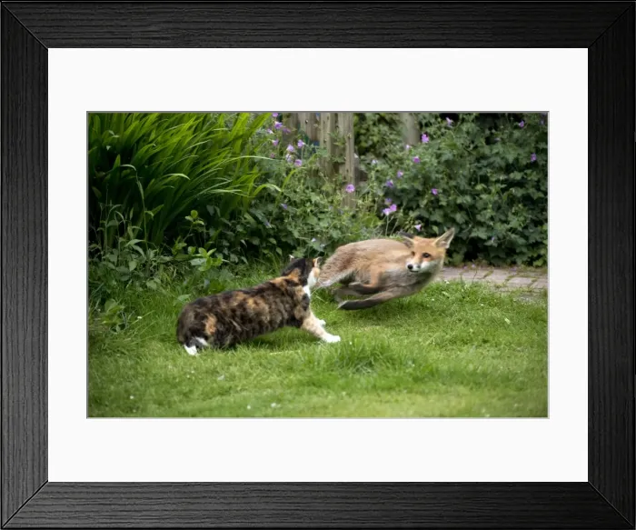 Framed Print : Picture No. 10892652 Framed Print : Picture No. 10892652