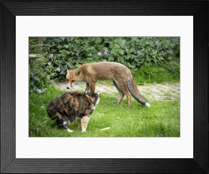 Framed Print : Picture No. 10892651 Framed Print : Picture No. 10892651
