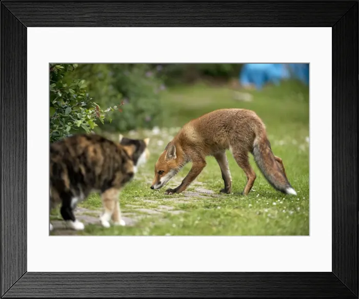 Framed Print : Picture No. 10892650 Framed Print : Picture No. 10892650