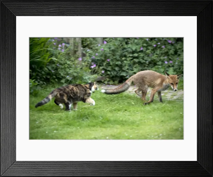 Framed Print : Picture No. 10892654 Framed Print : Picture No. 10892654