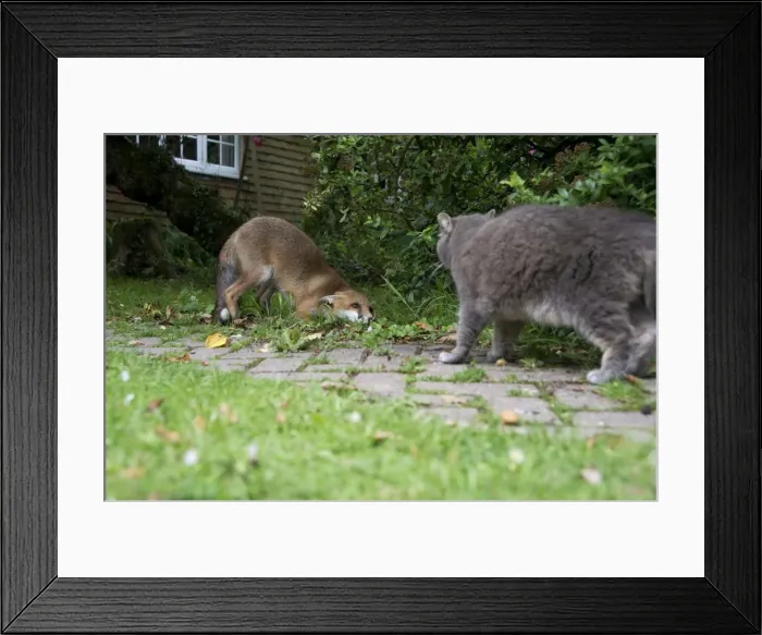 Framed Print : Picture No. 10892656