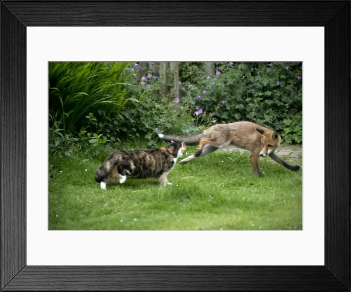 Framed Print : Picture No. 10892653 Framed Print : Picture No. 10892653