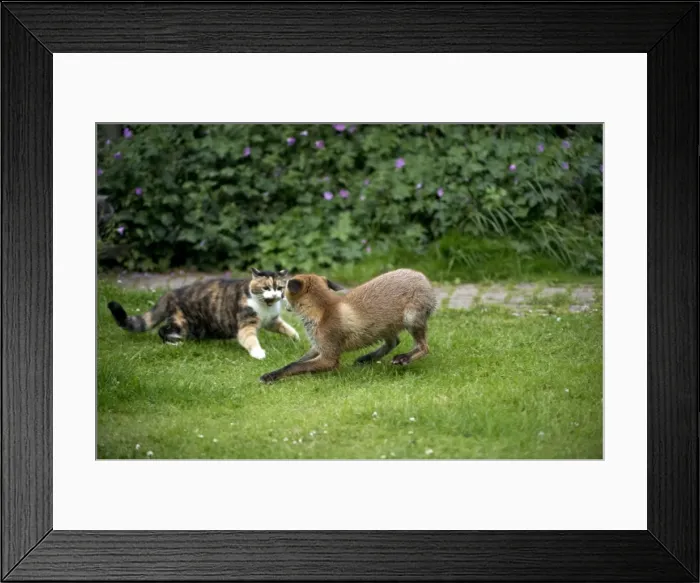 Framed Print : Picture No. 10892655 Framed Print : Picture No. 10892655