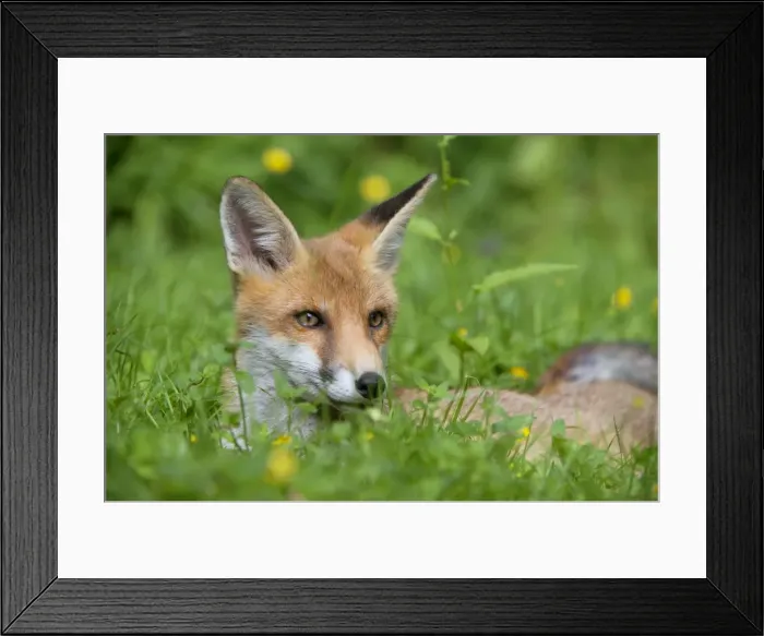 Framed Print : Picture No. 10892661 Framed Print : Picture No. 10892661