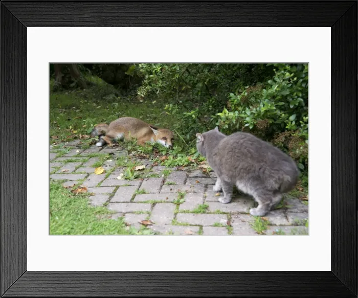 Framed Print : Picture No. 10892657 Framed Print : Picture No. 10892657