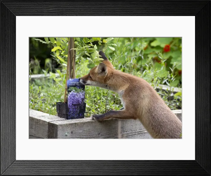 Framed Print : Picture No. 10892664 Framed Print : Picture No. 10892664
