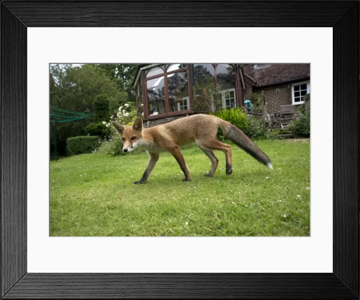 Framed Print : Picture No. 10892658 Framed Print : Picture No. 10892658