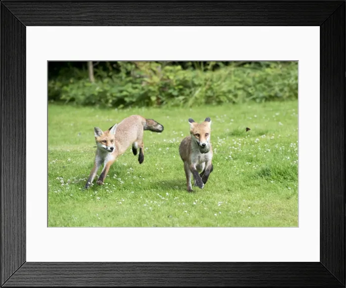 Framed Print : Picture No. 10892663 Framed Print : Picture No. 10892663