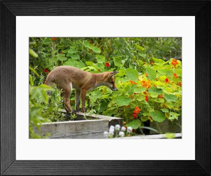 Framed Print : Picture No. 10892665 Framed Print : Picture No. 10892665