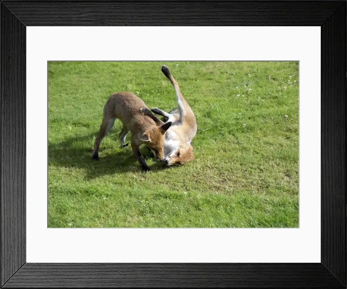Framed Print : Picture No. 10892662 Framed Print : Picture No. 10892662