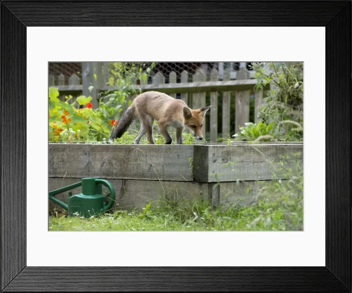 Framed Print : Picture No. 10892666 Framed Print : Picture No. 10892666